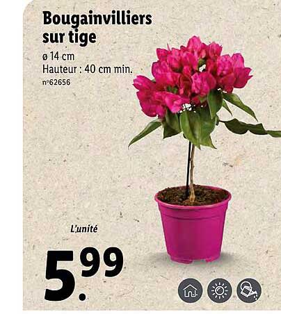 bougainvilliers sur tige