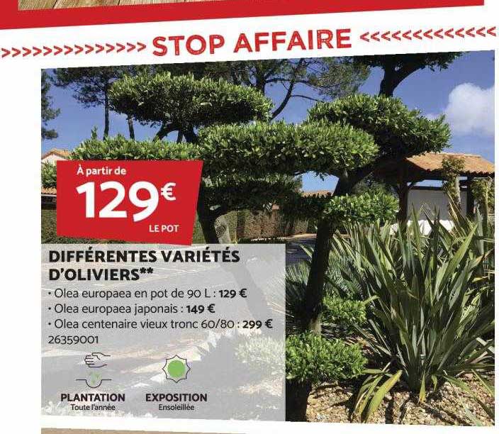 différentes variétés d'oliviers