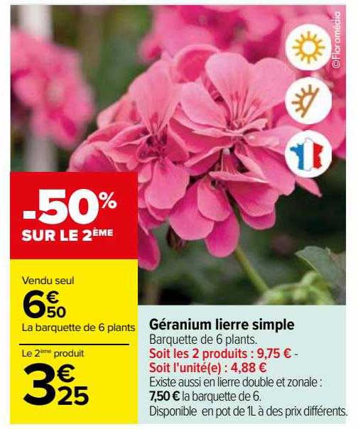 géranium lierre simple
