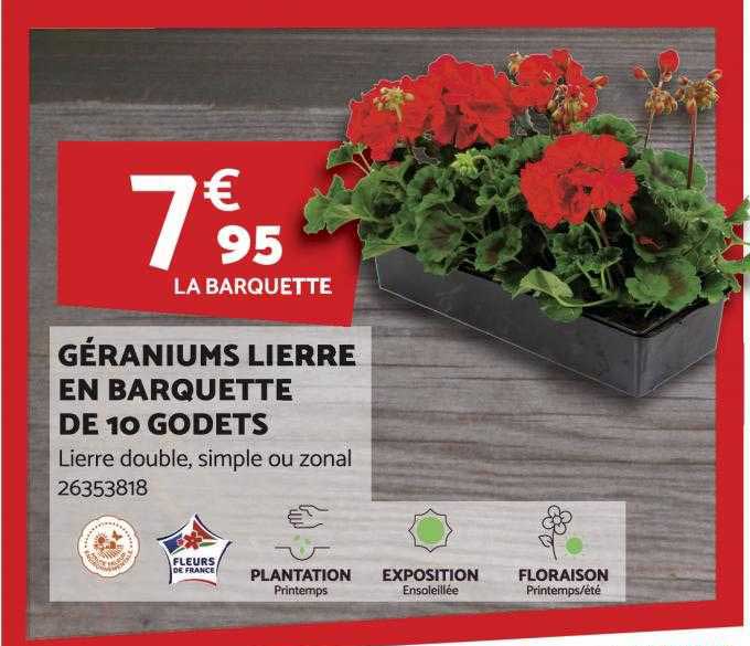 géraniums lierre en barquette de 10 godets