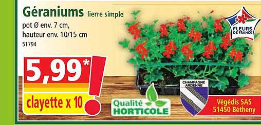 géraniums lierre simple