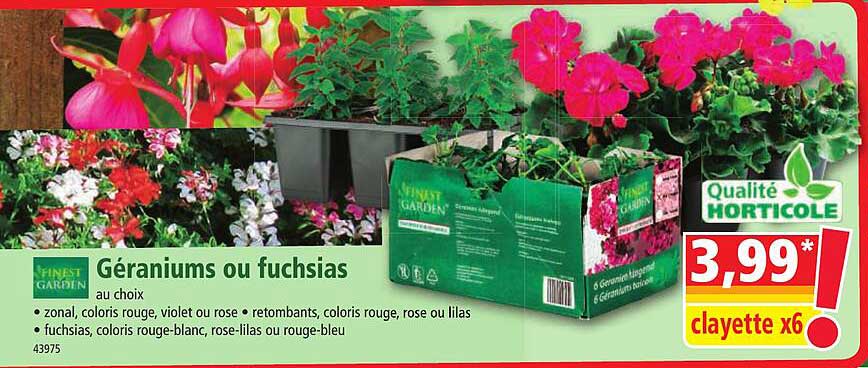 géraniums ou fuchsias finest garden