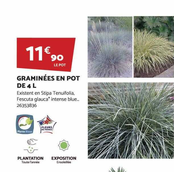 graminées en pot de 4l