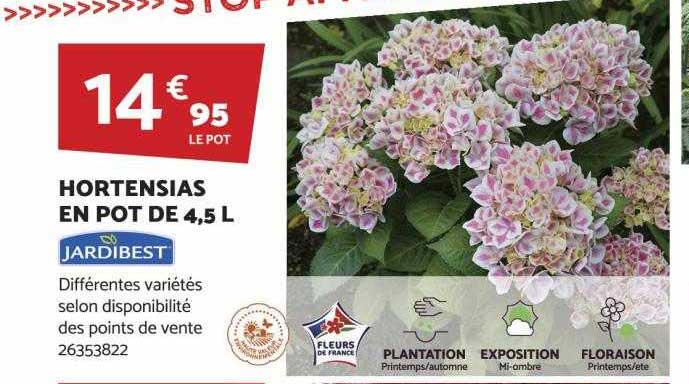 hortensias en pot de 4,5l jardibest