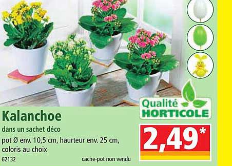 kalanchoe dans un sachet déco