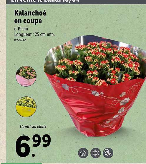 Kalanchoé En Coupe