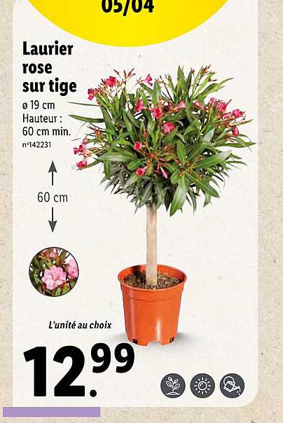 laurier rose sur tige