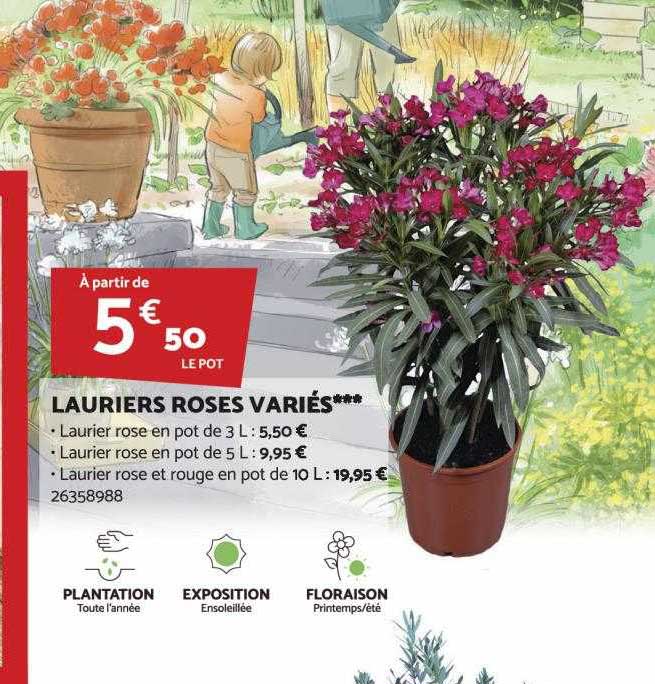 lauriers roses variés