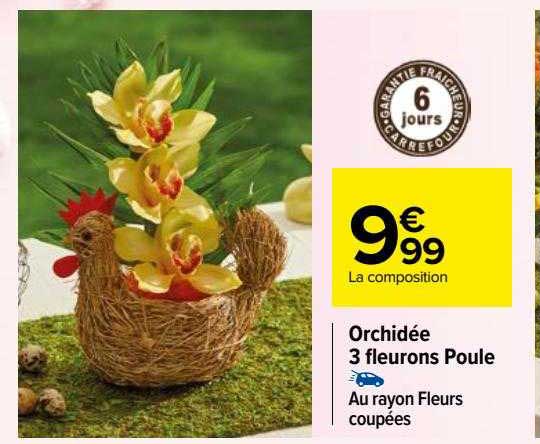 orchidée 3 fleurons poule