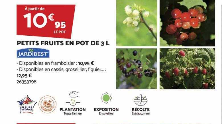 petits fruits en pot de 3l jardibest