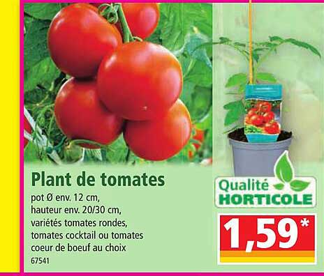 plant de tomates