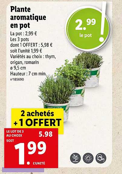Plante Aromatique En Pot