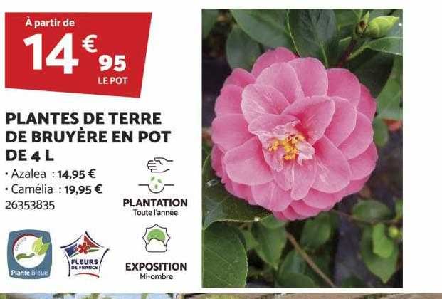 Plantes De Terre De Bruyère En Pot De 4l