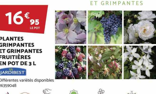 plantes grimpantes et grimpantes fruitières en pot de 3l jardibest