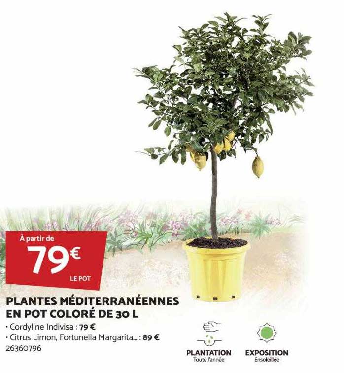 plantes méditerranéennes en pot coloré de 30l