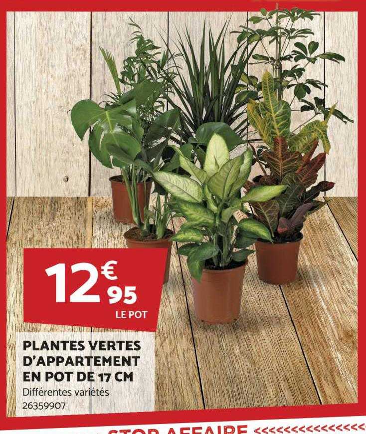 plantes vertes d'appartement en pot de 17 cm