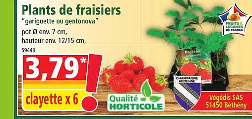 Plants De Fraisiers "gariguette Ou Gentonova"