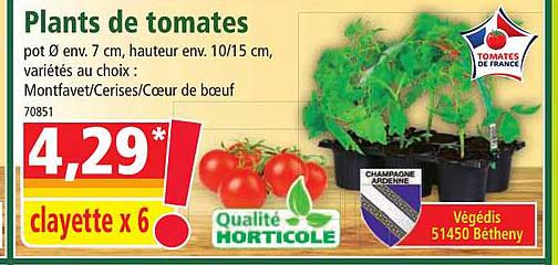 plants de tomates