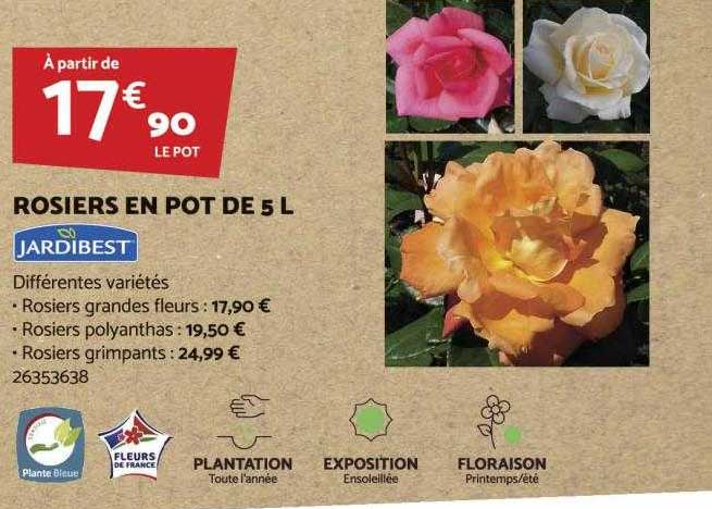 rosiers en pot de 5l jardibest
