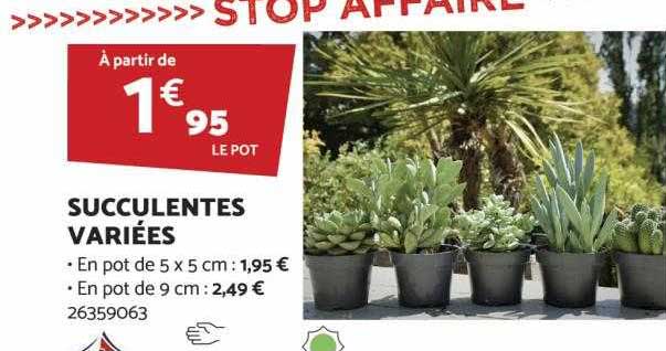 Succulentes Variées