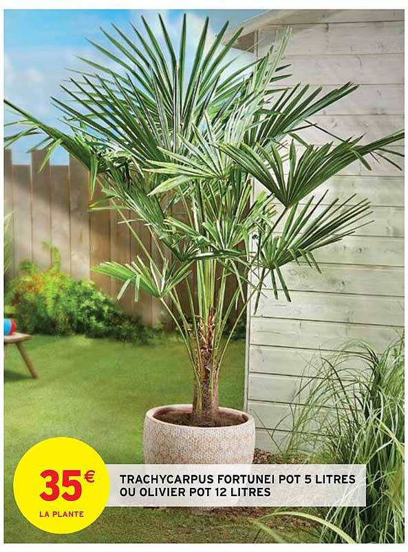 trachycarpus fortunei pot 5 litres ou olivier pot 12 litres