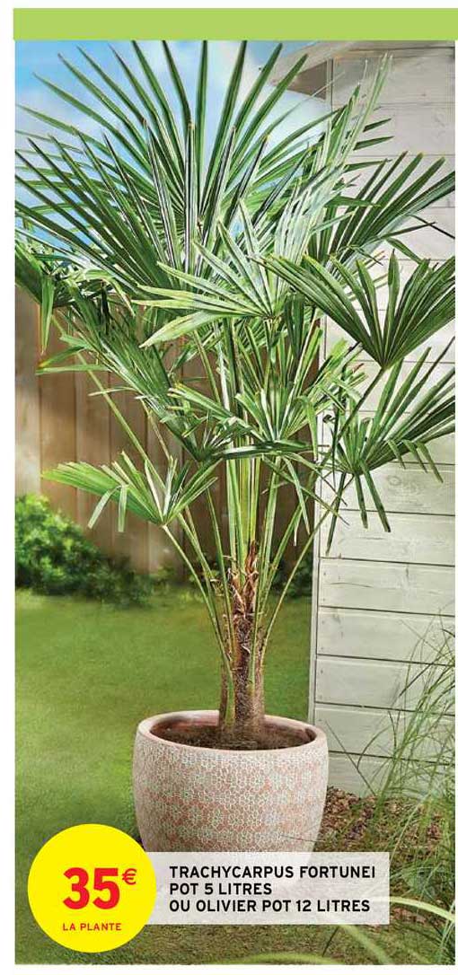 Trachycarpus Fortunei Pot 5 Litres Ou Olivier Pot 12 Litres
