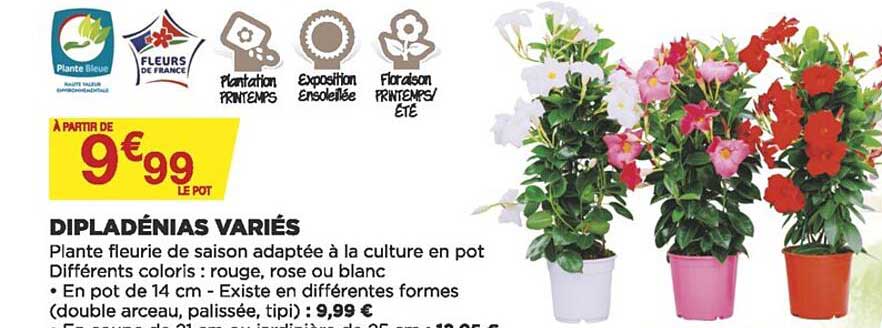 dipladénias variés