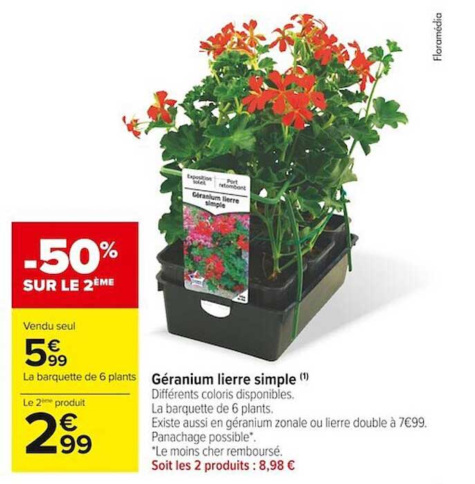 géranium lierre simple -50% sur le 2ème
