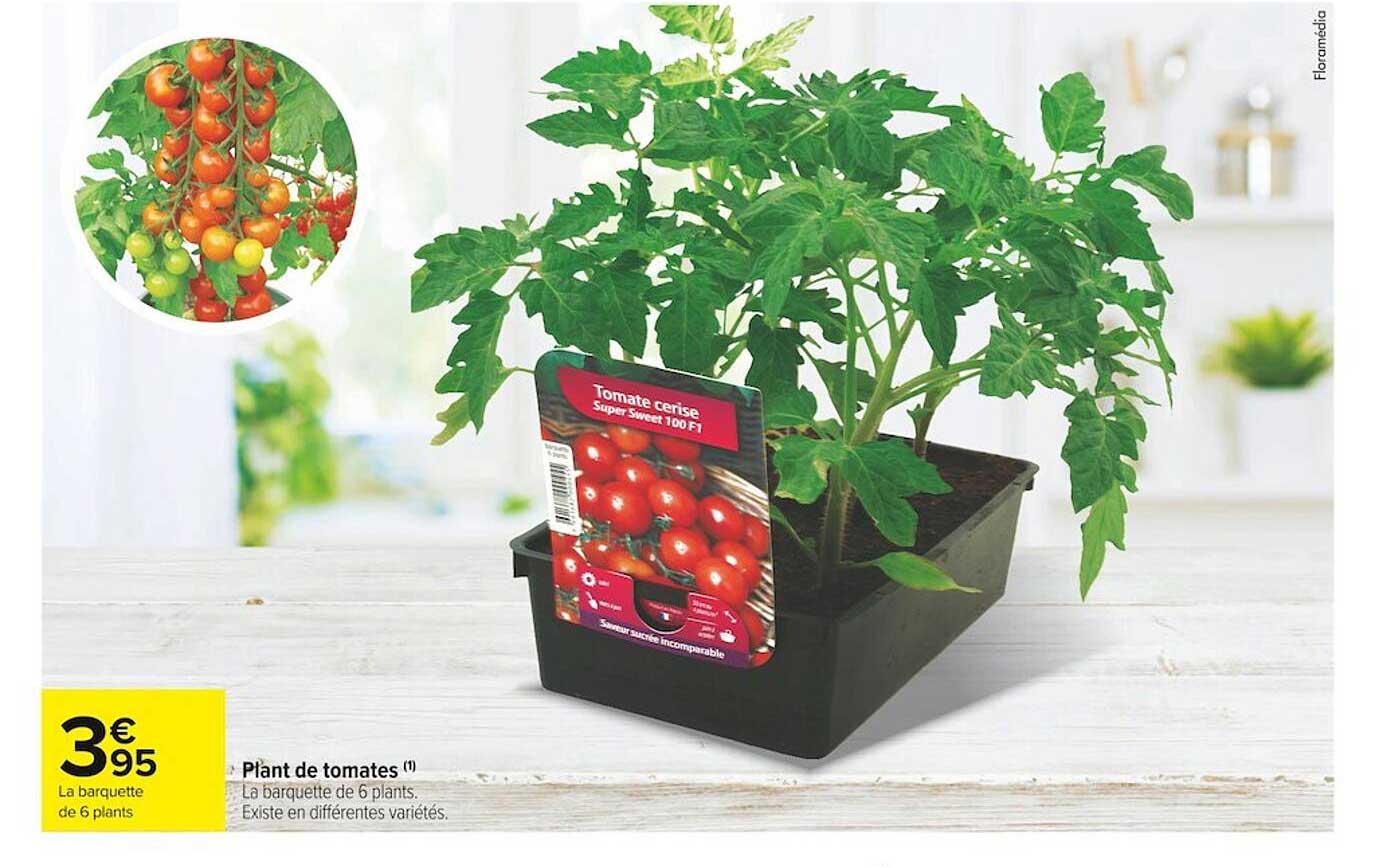 plant de tomates