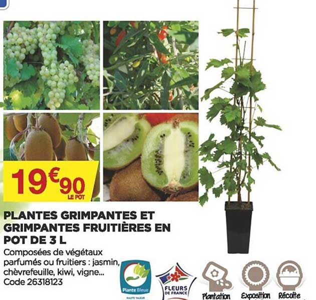 plantes grimpantes et grimpantes frutières en pot de 3 l