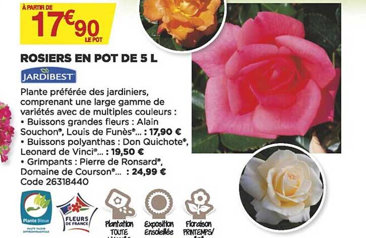 rosiers en pot de 5 l jardibest
