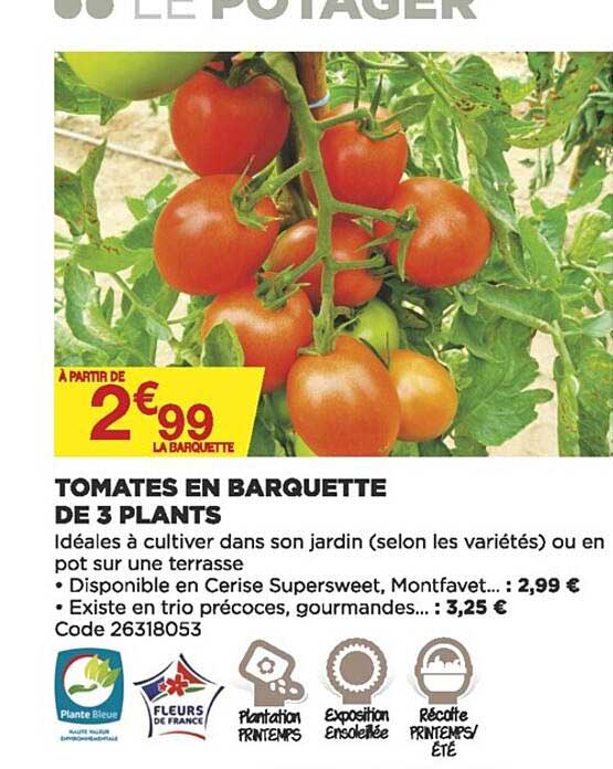tomates en barquette de 3 plants