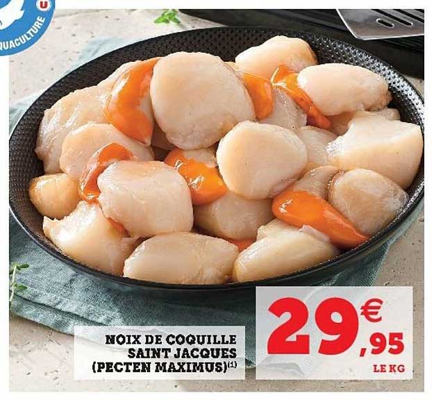 noix de coquille saint jacques (pecten maximus)