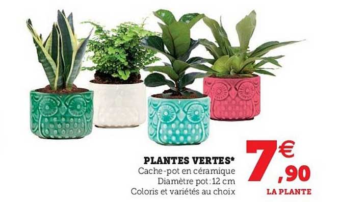 Plantes Vertes