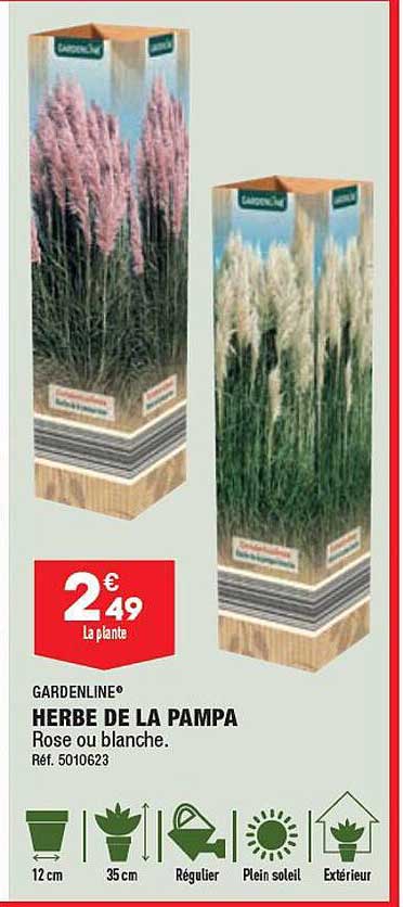 herbe de la pampa gardenline