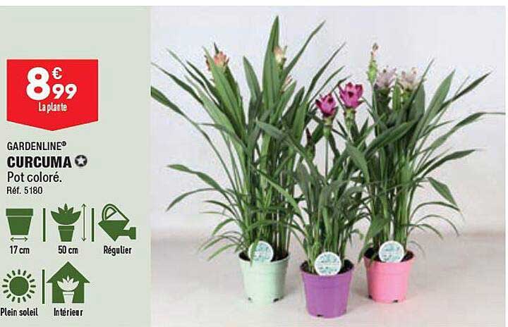 Curcuma Gardenline