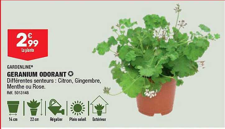 géranium odorant gardenline