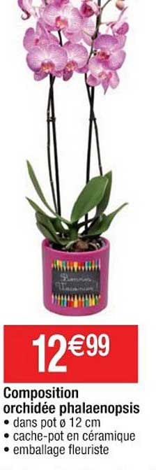 Composition Orchidée Phalaenopsis