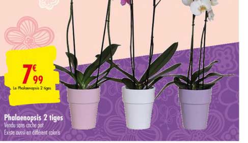 Phalaenopsis 2 Tiges