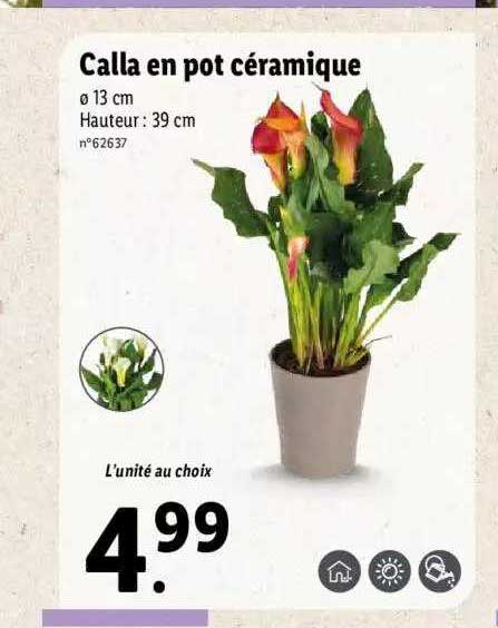 Calla En Pot Céramique