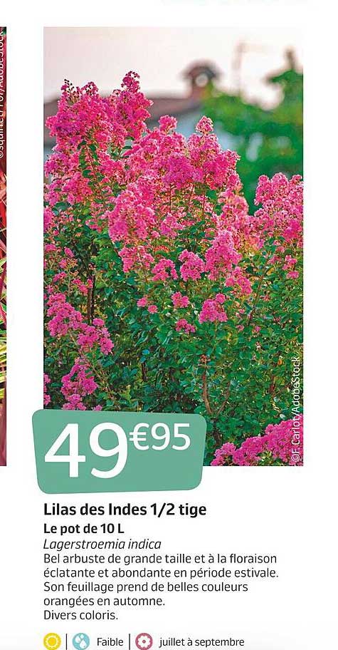 lilas des indes 1-2 tige