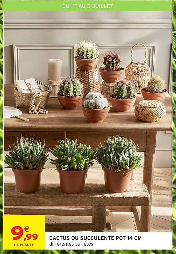 CACTUS OU SUCCULENTE