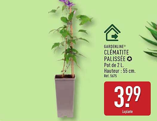 GARDENLINE CLÉMATITE PALISSÉE