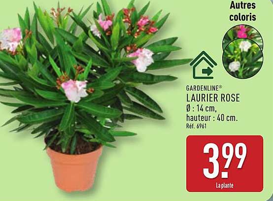 GARDENLINE Laurier rose