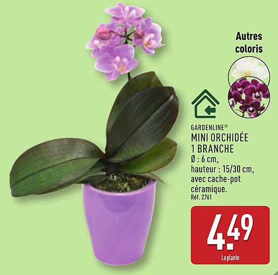GARDENLINE MINI ORCHIDÉE