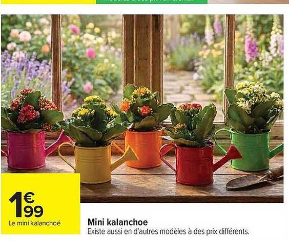 Mini kalanchoe