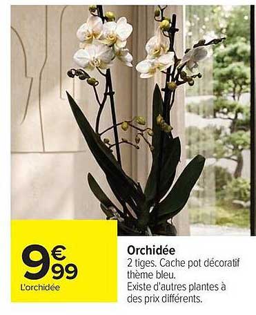 Orchidée