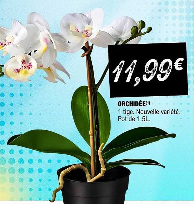 ORCHIDÉE