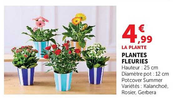 PLANTES FLEURIES
