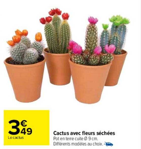 Cactus Avec Fleurs Séchées